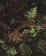 Fidelia Bridges Bird's Nest and Ferns oil painting artist